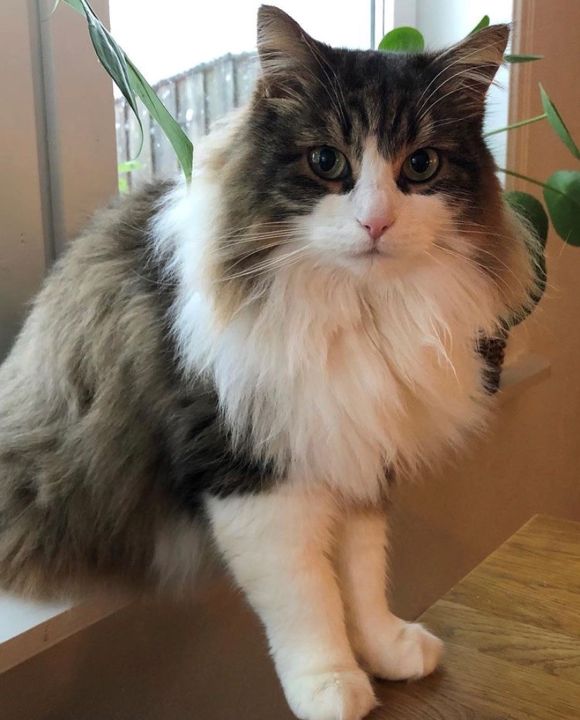 sibirisk katt Valentine